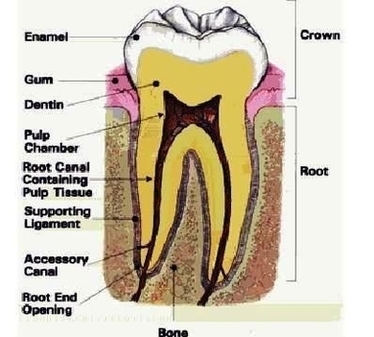 Foot Canal Tooth Photos Image