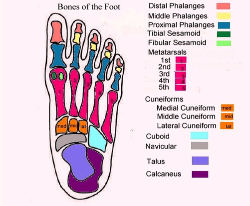 Foot Diagram With Labels Image