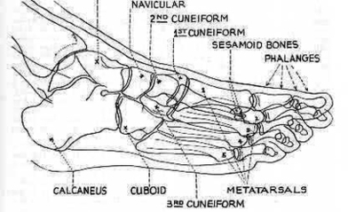 Foot Dpobl Anatomy Image