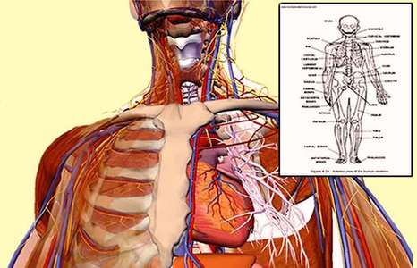 Free Human Anatomy Diagrams Miewiiy Image