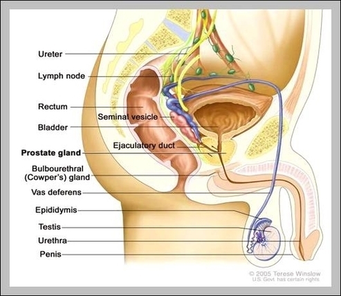 Function Of Prostate Gland Image