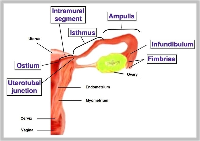 Function Of The Fallopian Tubes Image