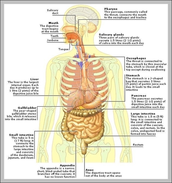 Function Of The Gallbladder In The Digestive System Image