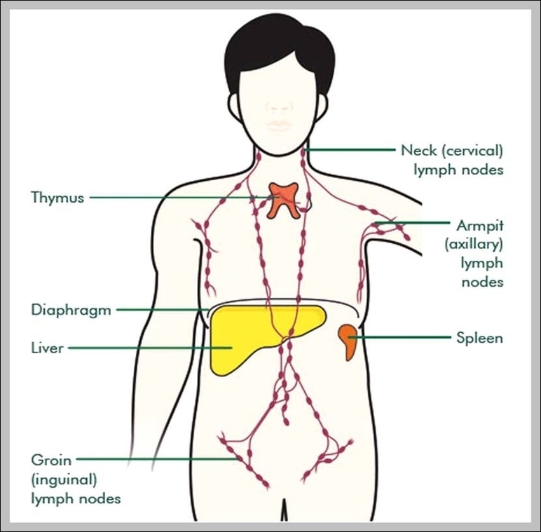 Functions Of The Thymus Gland Image