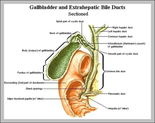 Galblader Image