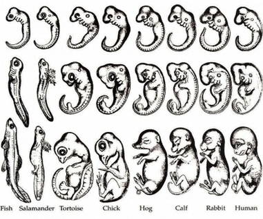 Haeckel Drawings Image