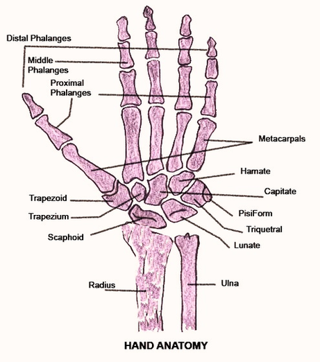 Hand Anatomy Diagram Image