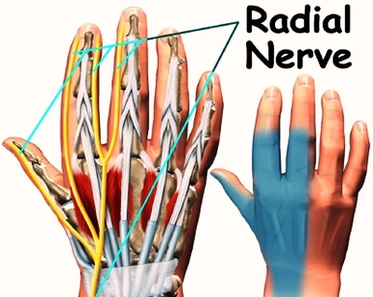 Hand Anatomy Nerves Image