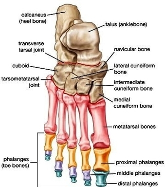 Hand Bone Diagram Image