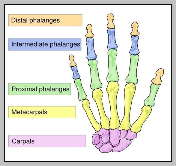 Hand Bones Labeled Image