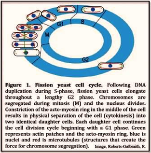 Hart Cell Cycle Diagram Image