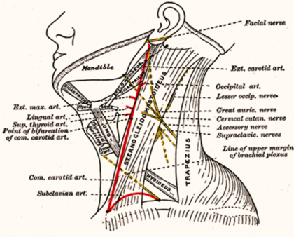Head And Neck Anatomy Image