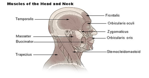 Head Neck Muscle Diagram Image