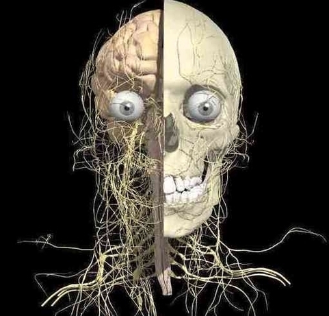 Head Nerves Anatomy Image