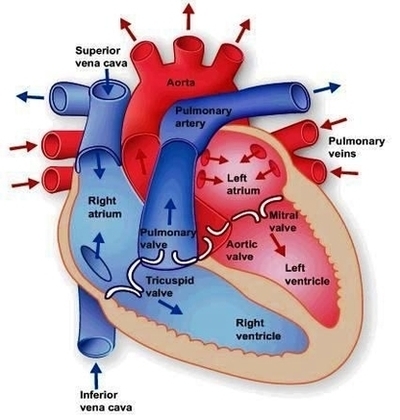 Heart Anatomy Image