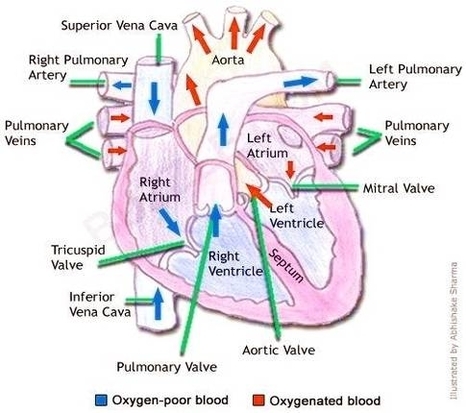 Heart Blood Flow Image