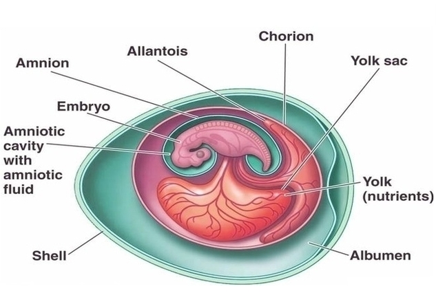 Heart Cell Diagram Image