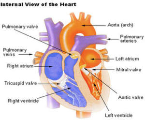 Heart Diagram Image - Graph Diagram