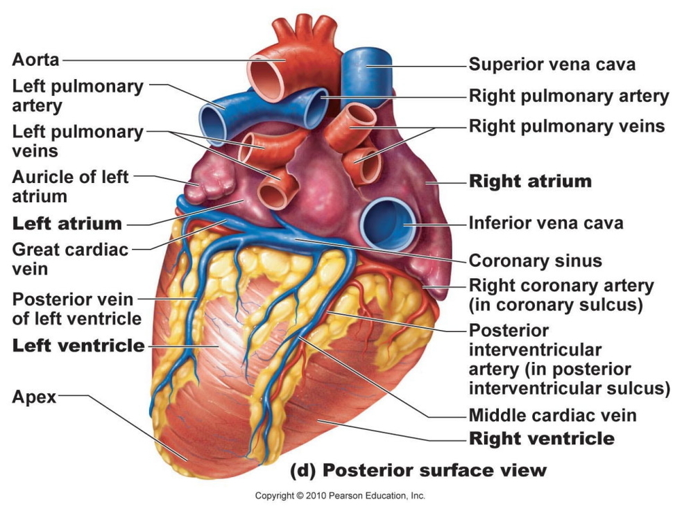 Heart Diagram Image