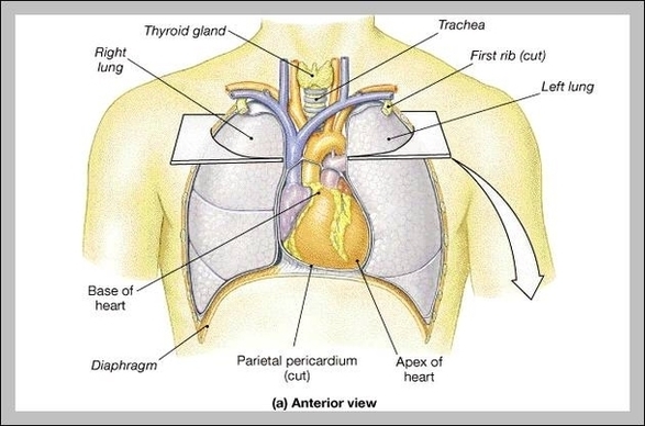 Heart Location In Body Image