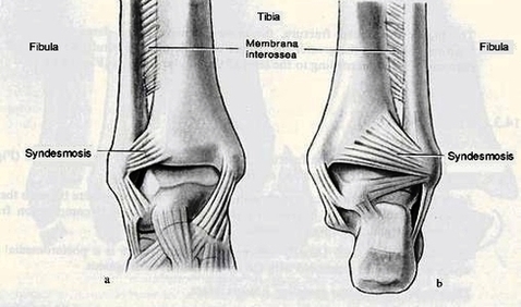High Ankle Anatomy Image