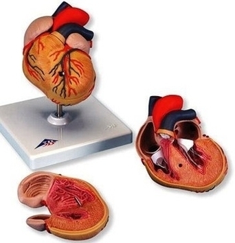 High Blood Pressure Hypertophy Heart Anatomy Model Image