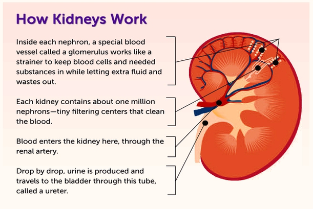 How Kidneys Work Diagram Image