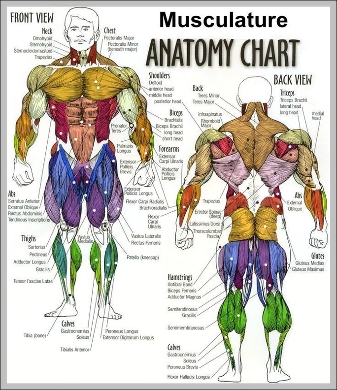 Human Anatomy Charts Image