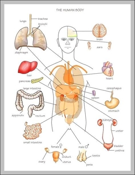 Human Anatomy Diagram Of Organs Image