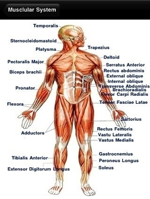 Human Anatomy Free Image