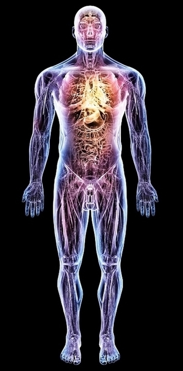 Human Anatomy Image