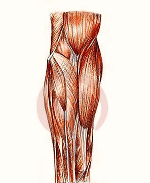 Human Anatomy Muscles Arm Image
