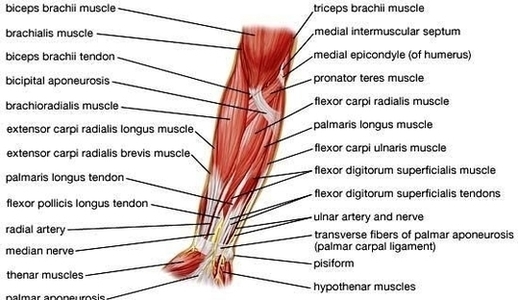 Human Anatomy Muscles Arm Rdkesqe Image