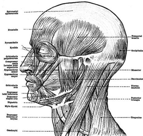 Human Anatomy Muscles Image