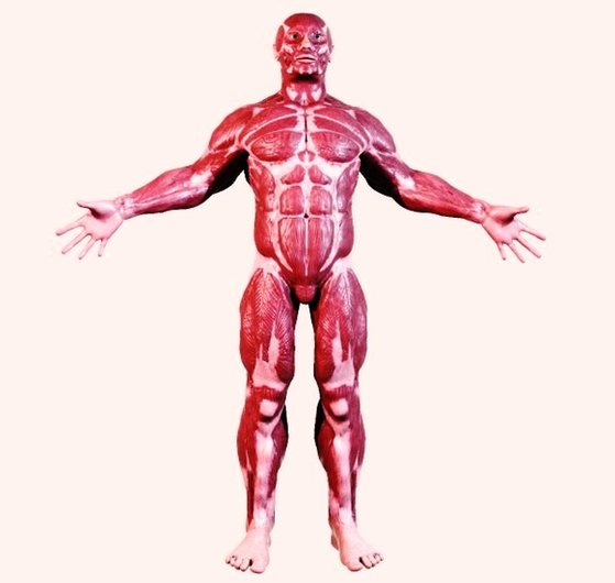 Human Anatomy Muscular System Image