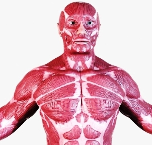Human Anatomy Muscular System Torso Image