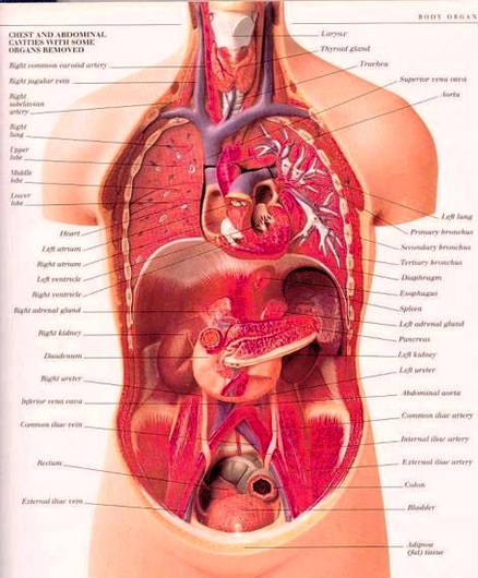 Human Anatomy Organs Detailed Image