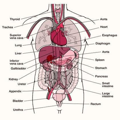 Human Anatomy Organs Diagram Image