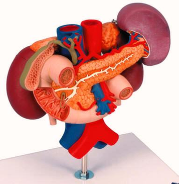 Human Anatomy Organs Image