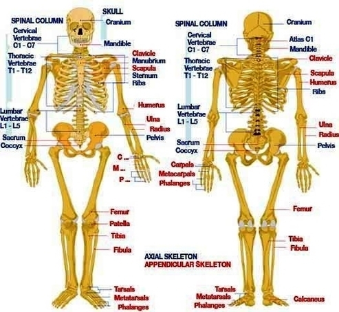 Human Anatomy Skeletal System Image