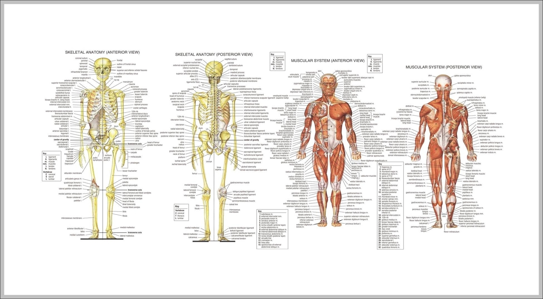Human Anatomy Women Image