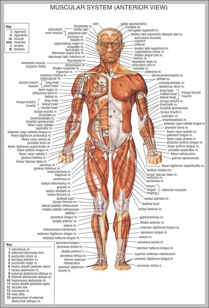 Human Body Anatomy Chart Image