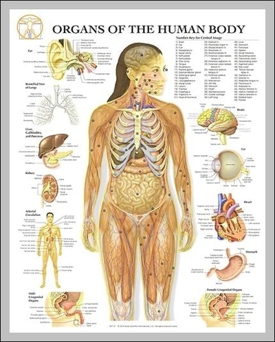 Human Body Anatomy Organs Image