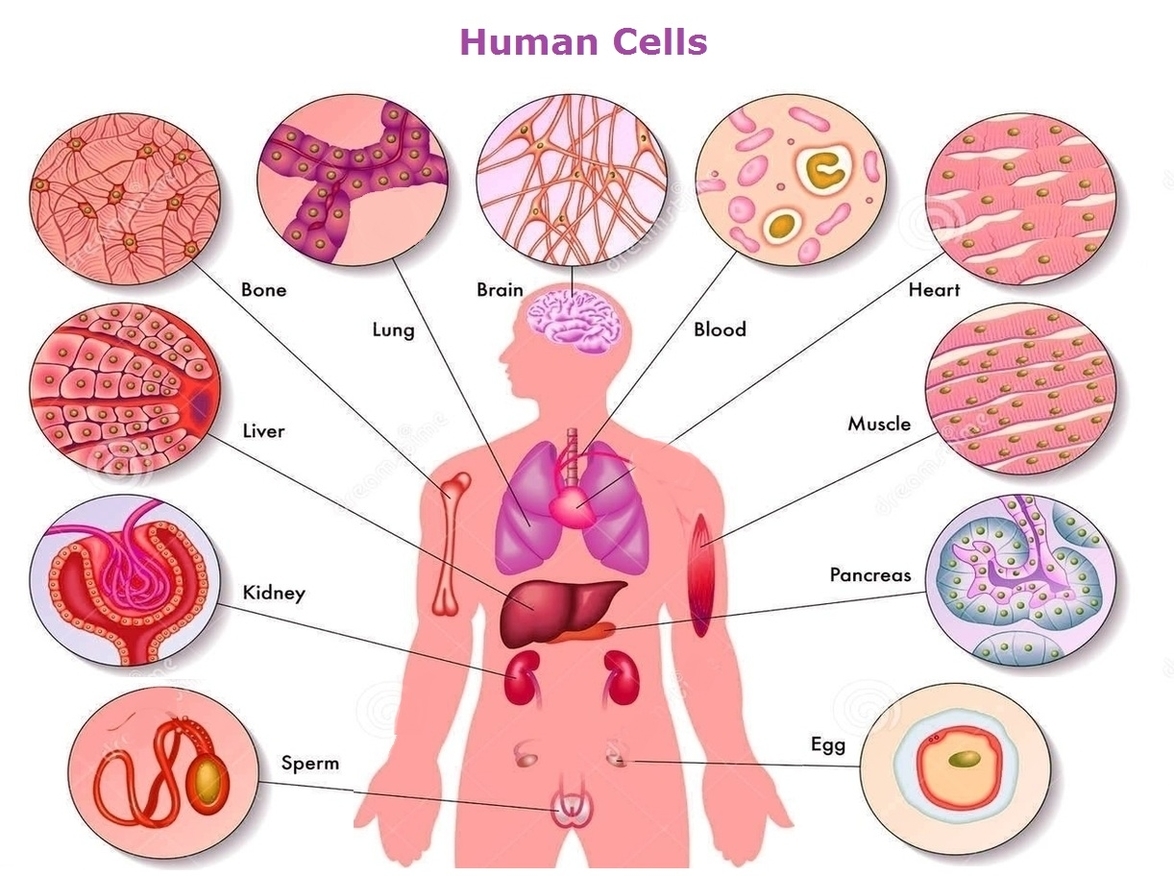 Human Body Cells Image