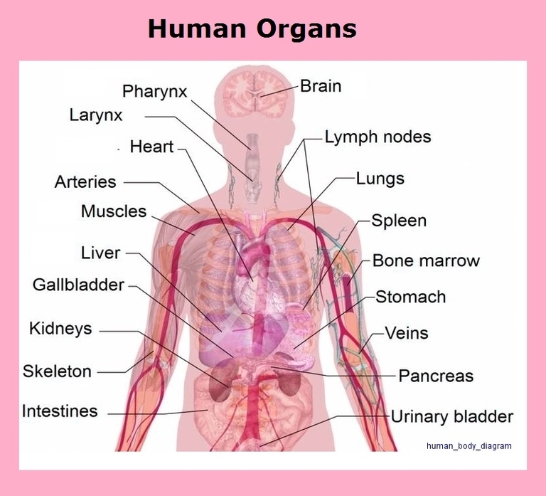 Human Body Diagram Image 1