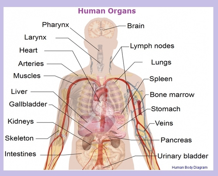 Human Body Diagram Image