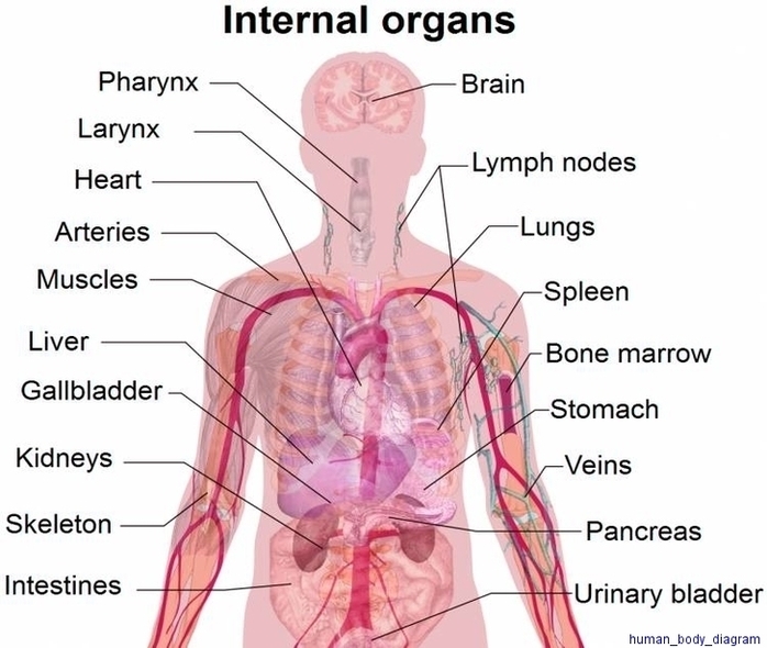 Human Body Diagram1 Image