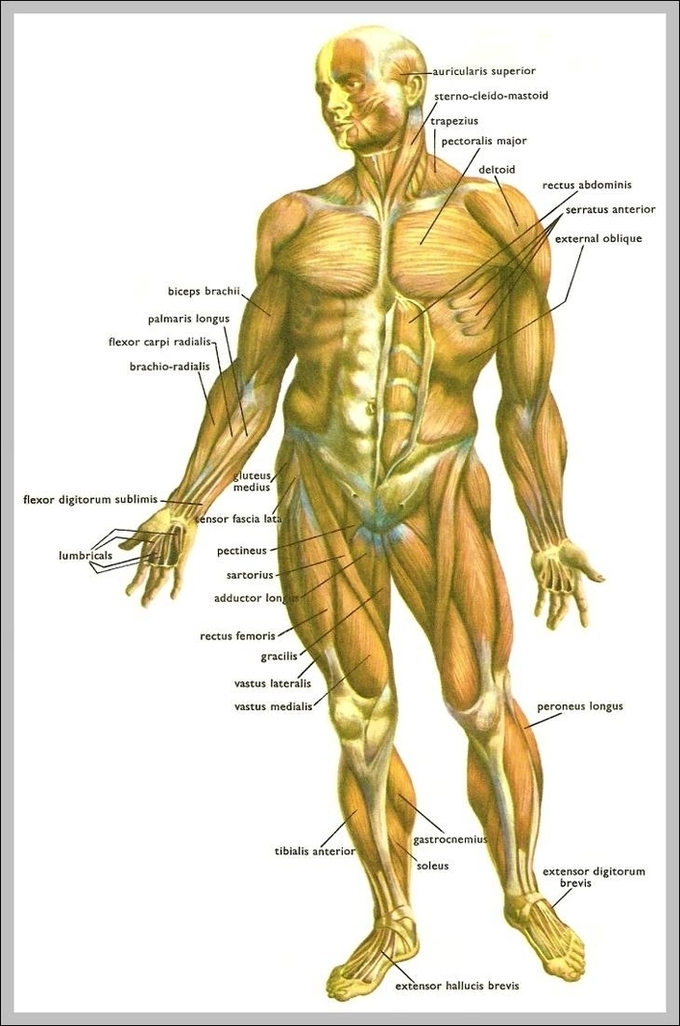 Human Body Large Image