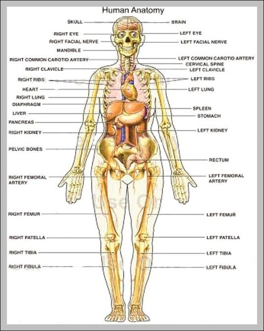 Human Body Map Of Organs Image