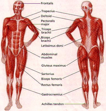 Human Body Muscle Diagram Image